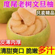 正宗度尾文旦柚紅心柚仙游老樹(shù)紅心蜜柚新鮮現摘當季水果柚子 50斤禮盒裝
