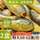 森農樂(lè )舟山梅童魚(yú)新鮮獅頭魚(yú)沙中魚(yú)大頭寶細眼梅子魚(yú)東海捕撈海鮮速凍 18-20條/斤【2盒 當季野生】