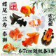 百綸木千蘭壽金魚(yú)小魚(yú)觀(guān)賞魚(yú)淡水魚(yú)錦鯉泰獅金魚(yú)冷水魚(yú)活體國粹蝶尾小金魚(yú) 【精品隨機】6-7cm 蝶尾 蘭壽 泰獅 各3共9條送魚(yú)糧