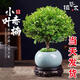 京悠雨小葉赤楠盆景金絲楠木特級老樁辦公室內花卉綠植盆栽四季桌面植物 精選3年小葉赤楠【虎頭紫沙盆】送底托+苔蘚 帶盆栽好
