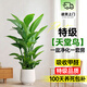 卉優(yōu)特級天堂鳥(niǎo)盆栽客廳室內大型綠植辦公室居家植物新房吸除甲醛好養 特級天堂鳥(niǎo)1.1-1.2m【聚寶盆】