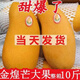 【商超品質(zhì)】爆甜金煌芒果黃皮5/10斤水仙大芒果應季新鮮水果包郵 9斤 特價(jià)中果(單果3-5兩)