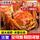 百鮮洽【活蟹】網(wǎng)兜蟹鮮活滿(mǎn)黃稻田蟹河蟹禮盒螃蟹鮮活大閘蟹無(wú)繩凈重 無(wú)禮盒/全母蟹 I 0.9-1.2兩【1斤】9-12只