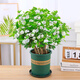 花竹戀杜鵑花四季開(kāi)花盆栽花卉綠植陽(yáng)臺辦公室紅掌室內盆栽盆景大型綠植 茉莉 含盆栽好發(fā)貨高度40厘米左右