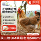 1號會(huì )員店 純種無(wú)抗清遠雞 生態(tài)散養168天供港土雞走地雞雞肉 900g