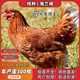 二斤正宗海蘭褐雞活苗半大脫溫青年母雞苗高產(chǎn)蛋雞苗散養土雞苗 1.3-1.5斤海蘭褐 【5母】