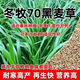 進(jìn)口黑麥草種子小粒多年生牧草耐寒冬牧70寬葉養殖牛羊兔鵝魚(yú)草籽 冬牧70黑麥草種子1斤[優(yōu)質(zhì)今年新種]