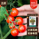 北蔬 矮生番茄種子苗蔬菜紅珍珠小西紅柿種籽 矮生盆栽紅番茄種子50粒