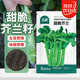 北蔬 甜脆芥蘭種子種苗大芯芥藍四季蔬菜種籽 甜脆芥蘭種子5g約1000粒