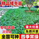 致薈樹(shù)日本矮麥冬草玉龍草庭院草坪綠化地被植物細葉金邊耐寒小麥冬草苗 日本矮麥冬玉龍草5斤約500顆 基地直發(fā)/量大優(yōu)惠