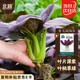 北蔬 紫油菜種子紫色小白菜青菜蘇州青四季蔬菜種籽 紫油菜種子10g
