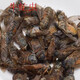 御靈春中藥材牛虻蟲(chóng)干貨野生牤蟲(chóng)牛蚊子牛虻蟲(chóng)多規格 100克