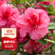 虹越（HONGYUE）安酷杜鵑花大苗多季開(kāi)花 庭院造景花園多年生易養護常綠花卉植物 【中大苗】“胭脂” 3加侖棒棒糖