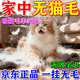 貓毛吸附神器歐洲研發(fā)吸附貓毛粘毛發(fā)家用除貓毛狗毛清理神器 一盒裝【優(yōu)惠活動(dòng)價(jià)】