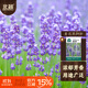 北蔬 薰衣草種子苗四季陽(yáng)臺庭院可盆栽花卉種籽 北蔬薰衣草種子900粒
