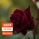 虹越（HONGYUE）經(jīng)典月季盆栽苗3L龍沙寶石花園庭院藤本灌木月季花卉KS-LC 【切花型月季】黑巴克（3升苗帶盆）