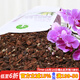 漫生活 蘭花專(zhuān)用營(yíng)養土6L 蘭科復合肥土進(jìn)口花土蝴蝶蘭春蘭蕙蘭建蘭墨蘭