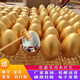 周年公司慶典盛大新店開(kāi)業(yè)砸金蛋活動(dòng)道具創(chuàng  )意氛圍彩蛋生日一整箱 12CM金蛋12個(gè)裝