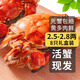 【活蟹】乾澄大閘蟹現貨 2.5-2.8兩 8只 足斤足兩六月黃鮮活螃蟹生鮮海鮮中秋禮盒裝