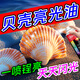 貝殼亮光油提色保養刷油防干裂泛白海螺珍珠標本畫(huà)手工diy清潔劑 【光油】單瓶裝 450ml