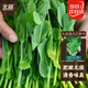 北蔬 豌豆尖種子無(wú)須豌豆苗芽苗菜大葉秋四季菜籽 無(wú)須豌豆尖種子100g