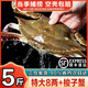 海澤鮮 舟山梭子蟹當(dāng)季鮮活 液氮瞬凍大規(guī)格梭子蟹冰鮮活凍大螃蟹 5斤 凈重*【8兩以上/只】 超大肥美