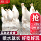 大禹蘑菇種植包玉米平菇芯菌包家庭種植香菇菌菇種子可食用菌種包菌棒  杏鮑菇種子菌包2 個(gè)約4斤