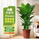 瑯闕天堂鳥(niǎo)盆栽室內客廳大型綠植辦公室大葉植物花卉新房源頭直發(fā)
