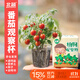 北蔬 植物種子禮物兒童種植小盆栽番茄趣味生長(cháng)觀(guān)察 小番茄種子觀(guān)察窗