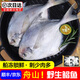 銀鯧魚(yú)新鮮海捕銀鯧魚(yú)白鯧舟山銀鯧魚(yú)小鯧魚(yú)平魚(yú)深海魚(yú)急凍鎖鮮 野生舟山鯧魚(yú) 凈重400g*3盒