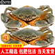 【活蟹】福建特大青蟹鮮活 大紅膏蟹公蟹肉蟹中秋禮品 年貨送禮 【紅膏母蟹】 3斤 （6只）禮盒裝
