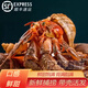 蝦怪鮮活即食寄居蟹食用新鮮5斤帶殼威海超大海怪腿麻辣海鮮水產(chǎn) 500g 1g(凈重)  7-8cm 3-5只/斤【大號】新鮮爆肥