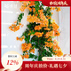 虹越（HONGYUE）三角梅盆栽苗花苗 盆景爬藤造景觀賞彩色花卉植物 加州黃金 170#（帶盆栽好）