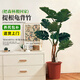 臨雅提根龜背竹綠植盆栽室內客廳桌面大型凈化空氣懶人好養活高級植物 提根龜背竹70-90cm+原盆