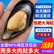 蟹君寶鮮活海虹青口貝淡菜貽貝鮮活海鮮鮮活水產(chǎn)海虹鮮活貝類(lèi)海產(chǎn)品順豐 3斤送2斤補損耗（到手5斤） 5斤(凈重)