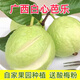 廣西白心芭樂(lè )新鮮采摘白心番石榴脆甜好吃自家種植果園現摘現發(fā) 9斤
