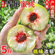 春福樂正宗山東青州蜜桃 冬雪水蜜桃特產(chǎn)新鮮時令水果當季現(xiàn)摘脆甜包郵 凈重4.5-5斤丨甄選裝