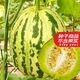 農(nóng)之子 八里香香瓜甜瓜種子花斑皮面瓜菜瓜種籽夏秋季 特大八里香甜瓜種子 約30粒x2
