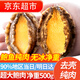 往牧熟凍三去特大鮑魚(yú) 超大10頭鮑  生鮮貝類(lèi) 節日年貨節送禮 【超大純鮑魚(yú)肉凈重500g】12-16只/斤