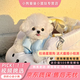 比熊犬幼犬 活體寵物狗 純種健康 疫苗齊全 白色卷毛 小型犬 血統級 韓系 母