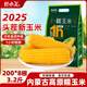 灶小美25年頭茬新玉米 3.2斤8根*200g 甜粘糯玉米棒子苞米 低脂早餐零食