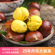 饗仚紀25年丹東板栗  生栗子 產(chǎn)地直發(fā) 新鮮蔬菜 時(shí)令生鮮 凈重 9斤 大果