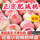 順豐山東特產(chǎn)肥桃肥城水蜜桃禮盒現摘新鮮脆甜超大毛桃子肥佛桃 5斤