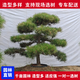 造型松樹(shù)苗庭院景觀(guān)迎客松綠化工程松大小規格齊全四季常青 黑松2米-6米一對一視頻選樹(shù)咨詢(xún)