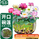 壽禾 碗蓮種子苗水培土培荷花已開(kāi)口花卉種籽 開(kāi)口碗蓮種子15粒