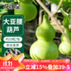 花沃里大亞腰葫蘆種子10粒 花卉種子草籽家庭盆栽陽(yáng)臺辦公庭院花壇種植