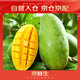京鮮生 廣西大青芒 5斤裝 3-5粒 單果約400g 生鮮水果