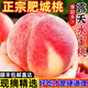 肥城桃肥桃水蜜桃現摘山東大桃當季孕婦軟甜整箱包郵新鮮水果桃子 5斤