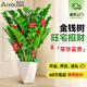 愛(ài)優(yōu)尚金錢(qián)樹(shù)盆栽客廳室內大型綠植辦公室盆景搖錢(qián)串子喬遷開(kāi)業(yè)源頭直發(fā)