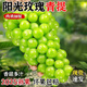 春福樂陽(yáng)光玫瑰葡萄【源頭直發(fā)】晴王無籽香印青提子四川新鮮水果禮盒 5斤果農(nóng)嚴(yán)選裝【脆甜多汁】?jī)糁?.5斤